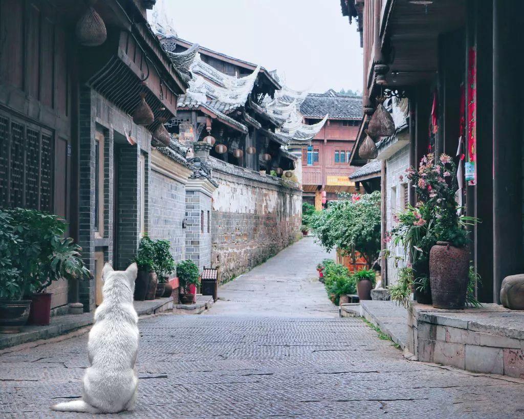 属相中为什么没有猫?